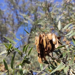 Schinopsis lorentzii