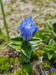 Gentiana platypetala