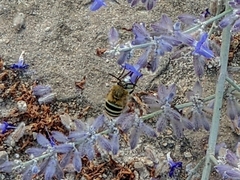 Anthophorini