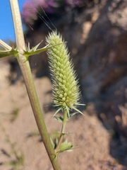 Eryngium duriaei