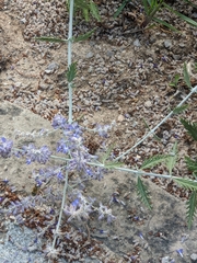 Anthophorini