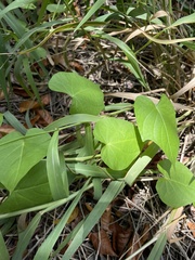 Ipomoea tiliacea