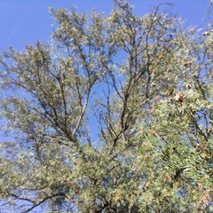 Schinopsis lorentzii