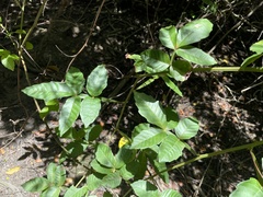 Paullinia pinnata