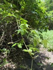Paullinia pinnata