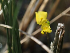 Utricularia ochroleuca