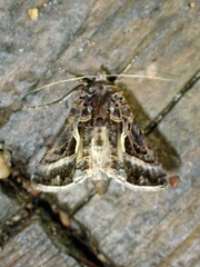 Autographa flagellum