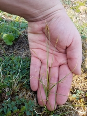 Carex circinata