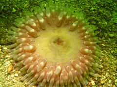 Urticina clandestina