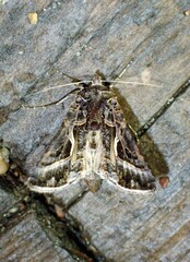Autographa flagellum