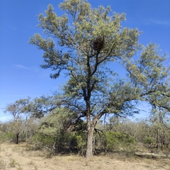 Schinopsis lorentzii