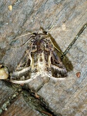 Autographa flagellum