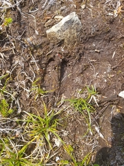 Odocoileus hemionus sitkensis