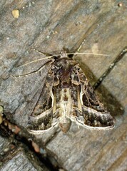 Autographa flagellum