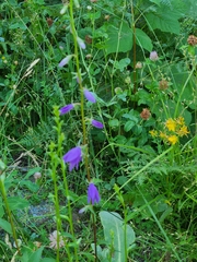 Campanula bononiensis