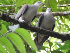 Ducula badia