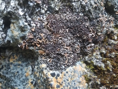 Psora rubiformis