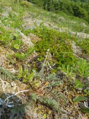 Oxytropis campestris