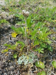 Antennaria alpina