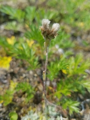 Antennaria alpina