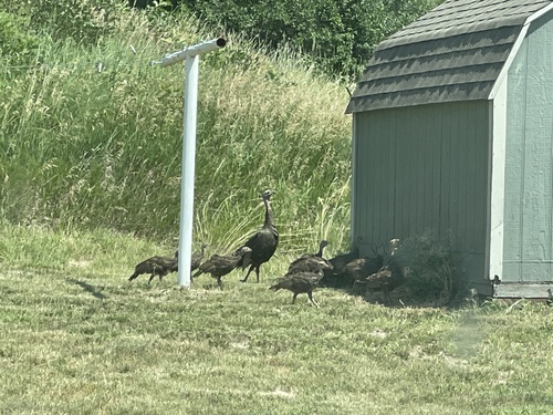 Wild Turkey photographed in Nebraska