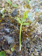 Botrychium lanceolatum