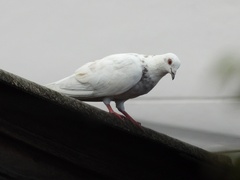 Columba livia domestica