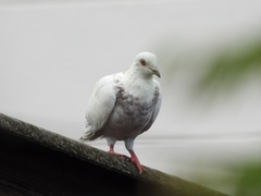Columba livia domestica