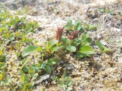 Salix stolonifera