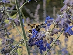 Anthidium