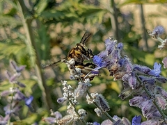 Anthidium