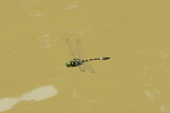 Epophthalmia elegans