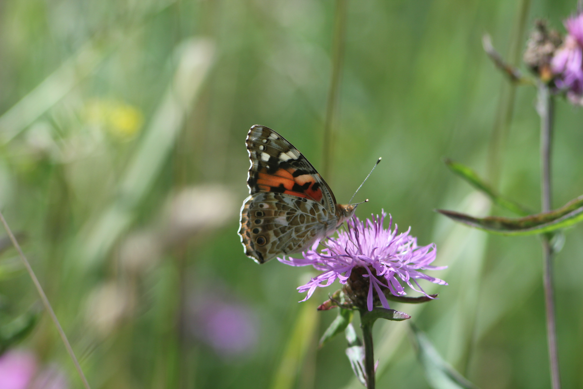 a painted lady butterfly sitting on a purple flower with their wings closed