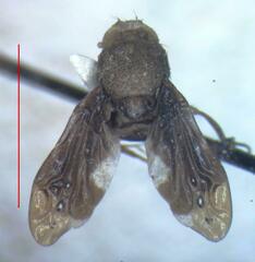 Pseudopterocalla scutellata