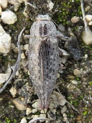 Dicerca tenebrica