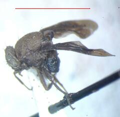 Pseudopterocalla scutellata