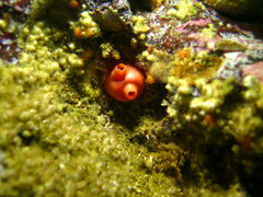 Cnemidocarpa finmarkiensis