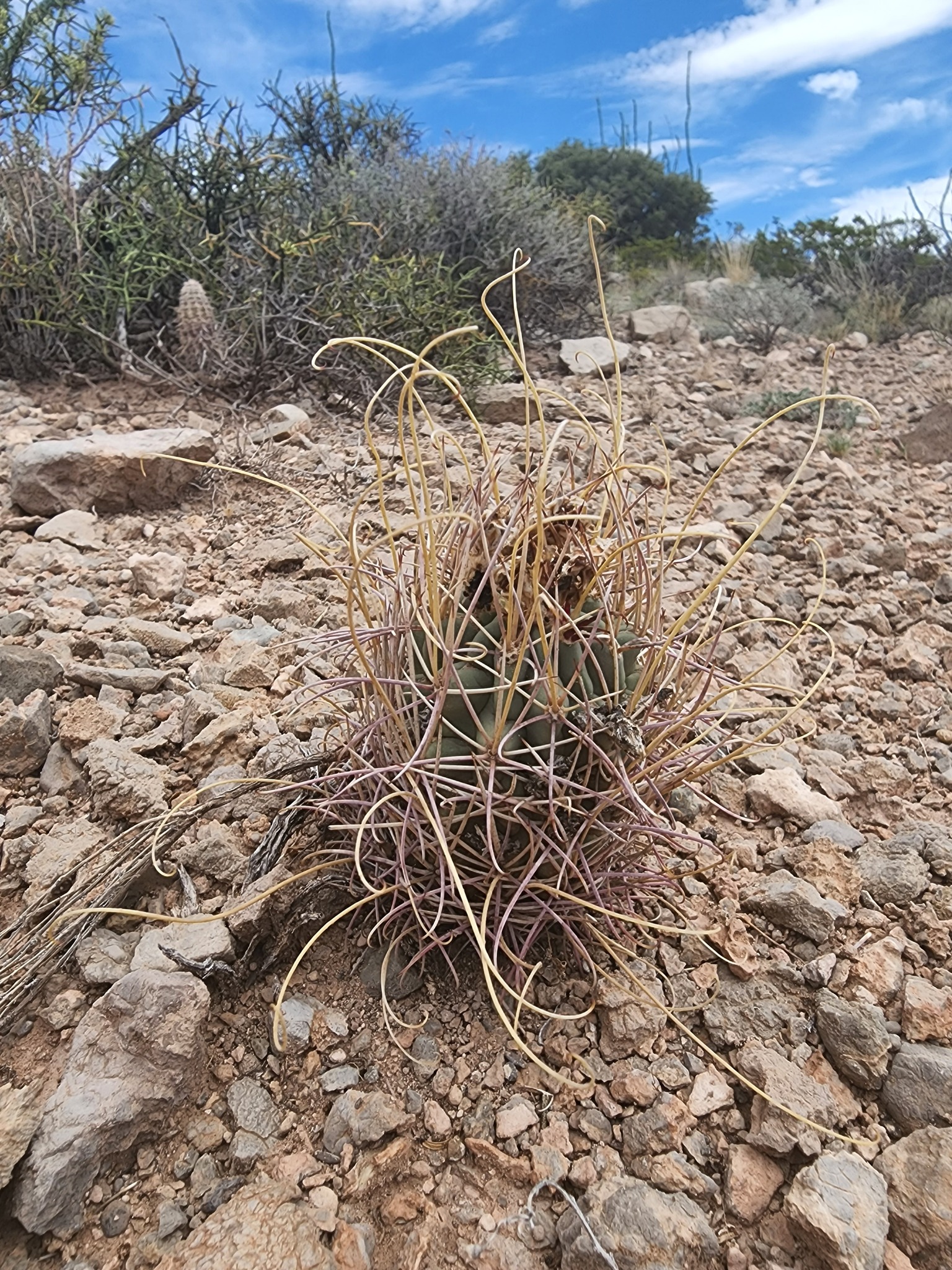 Ancistrocactus uncinatus subsp. wrightii (Engelm.) U.Guzmán 2