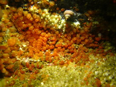 Metandrocarpa taylori