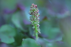 Oxyria digyna