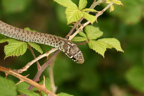 Balkan Whip Snake, photo 5 of 8