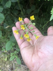 Media resource of Hieracium scabrum