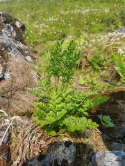 Cryptogramma sitchensis