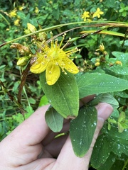 Hypericum mitchellianum