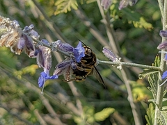 Anthidium