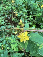 Hypericum mitchellianum