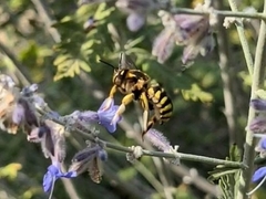 Anthidium