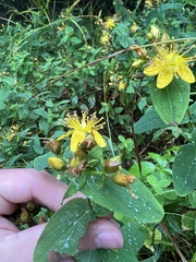 Hypericum mitchellianum