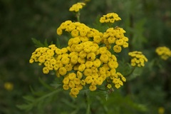 Tanacetum vulgare