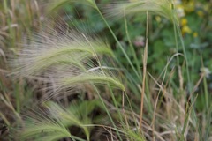 Hordeum jubatum
